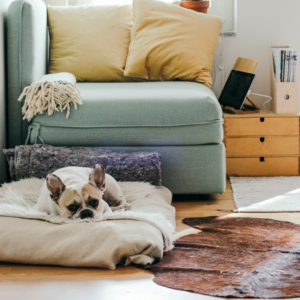 a dog in a dog bed in a cosy looking home