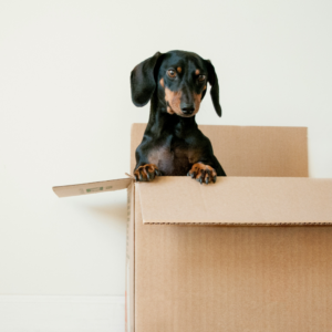 A dog in a box